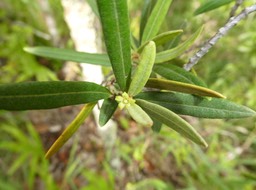 Secamone volubilis - Liane Bois d'olive - APOCYNACEAE - Endémique Réunion, Maurice 