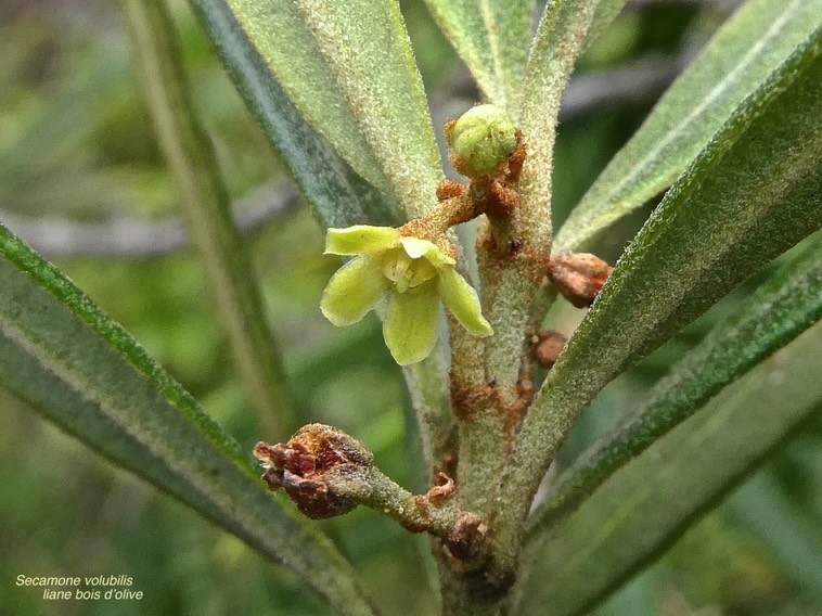 Secamone volubilis .liane bois de lait.apocynaceae.endémique Réunion Maurice.P1017223