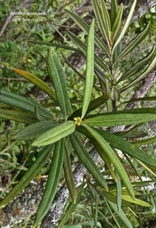 Secamone volubilis.liane bois d'olive.apocynaceae.endémique Réunion Maurice.P1017214