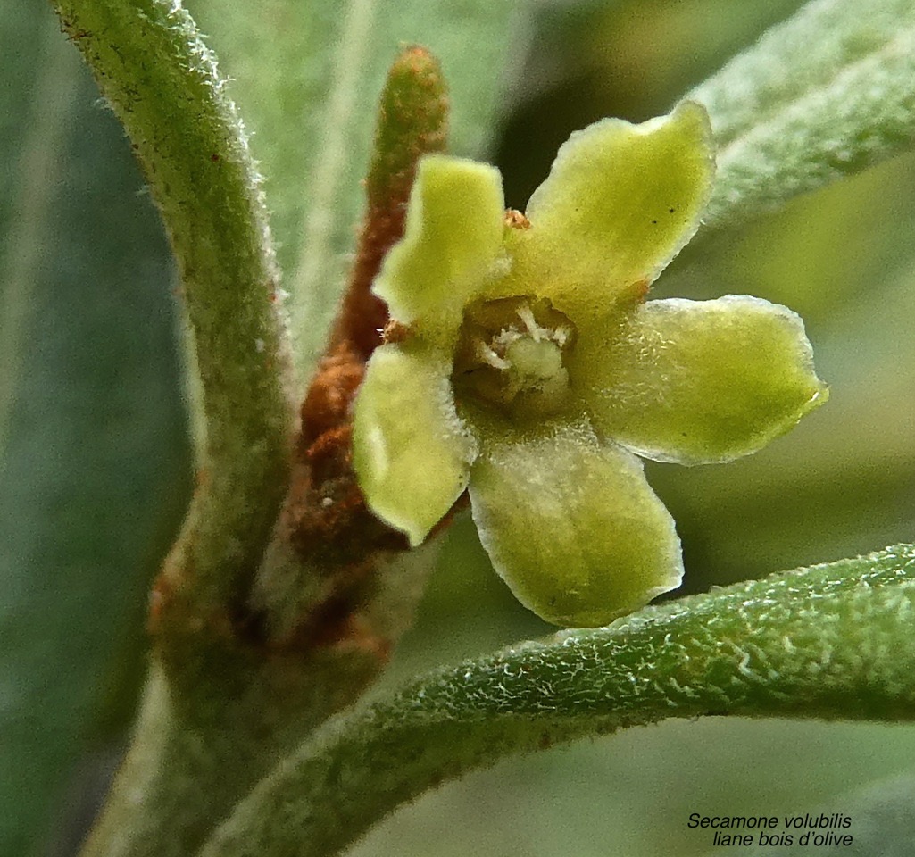 Secamone volubilis.liane bois d'olive.apocynaceae.endémique Réunion Maurice .P1017219