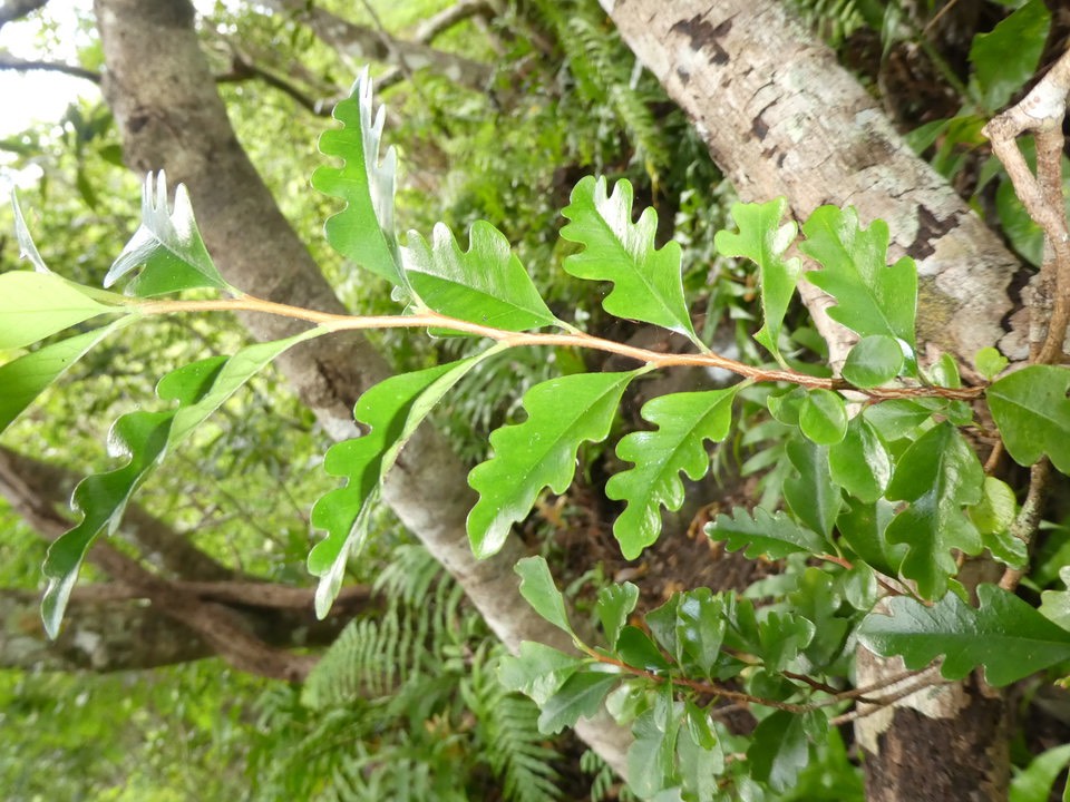 Turraea thouarsiana - Bois de quivi - MELIACEAE - Endmique Réunion, Maurice 