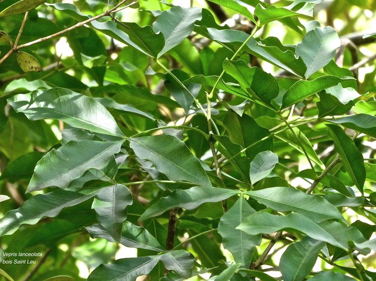 Vepris lanceolata.bois Saint Leu.patte poule. (feuillage )rutaceae.indigène Réunion.P1017178
