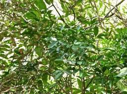 Vepris lanceolata.patte poule.bois Saint Leu.rutaceae.indigène Réunion.P1017174