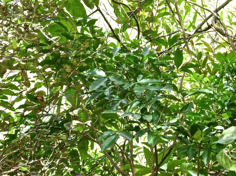 Vepris lanceolata.patte poule.bois Saint Leu.rutaceae.indigène Réunion.P1017174