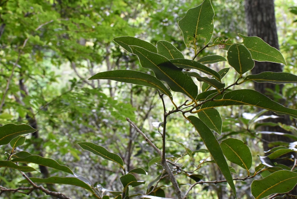 Xylopia richardii - Bois de banane - ANNONACEAE - Endémique Réunion, Maurice