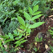 1. Leea guineensis Lam. - Bois de sureau ; Bois de sureau blanc ; Bois de source -  Leeaceae -.jpeg