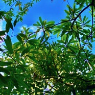 2. Ochrosia borbonica - Bois jaune - Apocynaceae  - endémique de la Réunion.jpeg