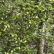 3. Myonima obovata - Bois de prune  ou Bois de prune rat - Rubiaceae.jpeg