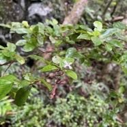 4. Myonima obovata - Bois de prune  ou Bois de prune rat - Rubiaceae.jpeg