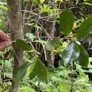 6. Fruits Coffea mauritiana - Café marron -  RUBIACEE - endémique de La Réunion et de Maurice.jpeg