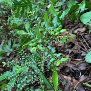 7 Pleurostylia pachiphloea Bois d’olive grosse peau Celastraceae Endémique Réunion-juvénile.jpeg