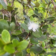 12. Fleur (blanche) Eugenia buxifolia .bois de nèfles à petites feuilles.myrtaceae. endémique Réunion.jpeg