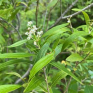 13. Fleur Olea lancea Bois d'olive blanc Oleaceae Indigène La Réunion.jpeg
