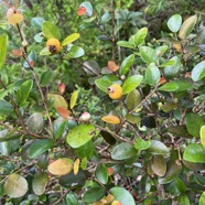 16. Fruits Eugenia buxifolia .bois de nèfles à petites feuilles.myrtaceae. endémique Réunion.jpeg
