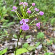 21. Fleur Cynorkis purpurascens Orchidaceae Indigène La Réunion.jpeg
