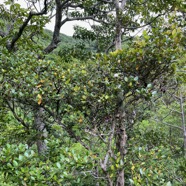 24. Fruits Eugenia buxifolia .bois de nèfles à petites feuilles.myrtaceae. endémique Réunion.jpeg