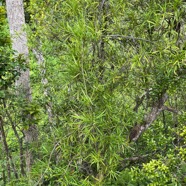 25. Secamone volubilis Liane bois d'olive Apocynaceae Endémique La Réunion, Maurice 592.jpeg