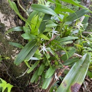 27. Jumellea recta Orchidaceae Indigène La Réunion.jpeg