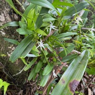28. Jumellea recta Orchidaceae Indigène La Réunion.jpeg