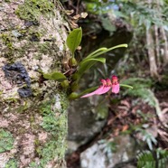 29. Bulbophyllum longiflorum Orchidaceae Indigène La Réunion.jpeg