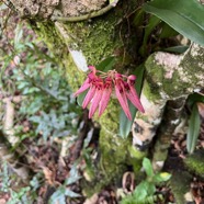 31. Bulbophyllum longiflorum Orchidaceae Indigène La Réunion.jpeg