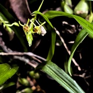 35. Stichorkis disticha Orchidaceae Indigène La Réunion.jpeg