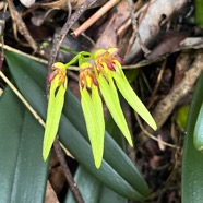 36. Bulbophyllum longiflorum Orchidac eae Indigène La Réunion.jpeg