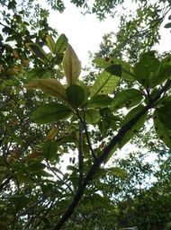 Apodytes dimidiata .peau gris . icacinaceae .endémique Mascareignes P1620072
