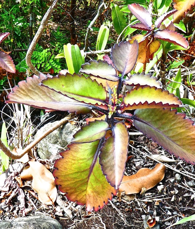 Bryophyllum pinnatum .(Kalanchoe pinnata ) Mangé tortue . crassulaceae . espèce envahissante . P1620034