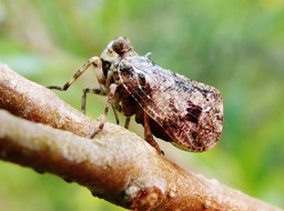 Cicadelle Tylana indecora (3)
