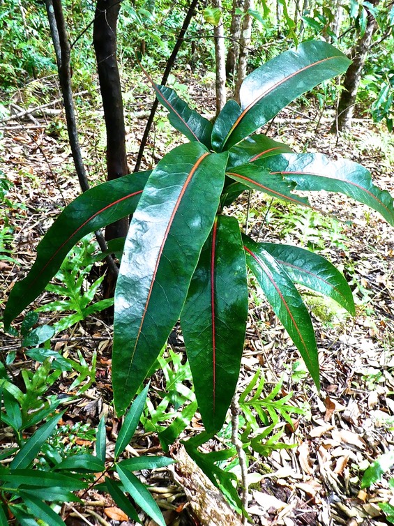 Coptosperma borbonica . bois de pintade .rubiaceae.endémique Réunion Maurice .P1620082