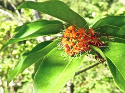 Danais fragrans .liane jaune . lingue noir .rubiaceae . indigène Réunion P1620007
