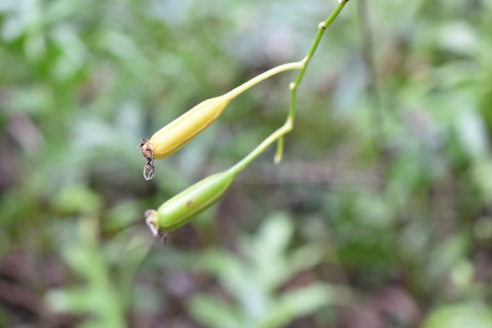 Fruits de Cryptopus elatus - Orchidée fécondée par Nicole en décembre 2018 - liane camarron - EPIDENDROIDEAE - Endémique Réunion, Maurice - 