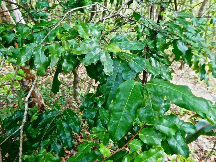 Grangeria borbonica . bois de punaise .chrysobalanaceae.endémique Réunion Maurice .P1620080