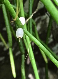 La perle .Rhipsalis baccifera . cactaceae IMG_5379