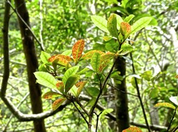Myonima obovata .bois de prune rat .rubiaceae ;endémique Réunion P1620092