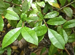 Myonima obovata. bois de prune rat.rubiaceae .endémique Réunion P1620094