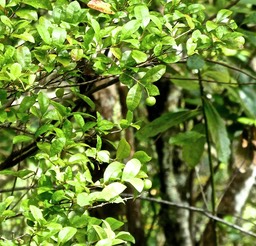 Myonima obovata .bois de prune rat . rubiaceae . endémique Réunion P1620149
