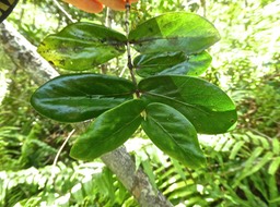 Pyrostria commersonii . bois mussard . rubiaceae . endémique Réunion Maurice .P1620140