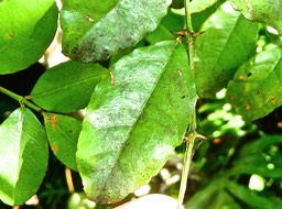 Scutia myrtina .bois de sinte . rhamnaceae  . indigène Réunion .P1620001