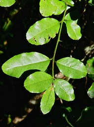 Scutia myrtina .bois de sinte . rhamnaceae. indigène RéunionP1610997