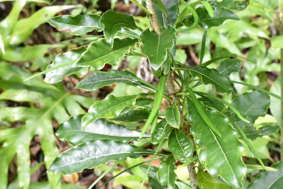 Secamone volubilis (Liane Bois d'olive - APOCYNACEAE - Endémique Réunion, Maurice) sur Pittosporum senecia (Bois de joli coeur - PITTOSPORACEAE - Indigène Réunion)