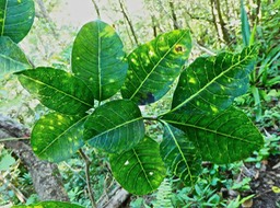 Tabernaemontana mauritiana . bois de lait .apocynaceae. endémique Réunion Maurice .P1610956