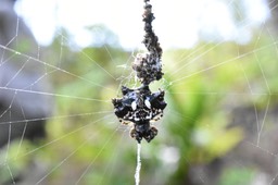 Thelacantha brevispina - Araignée cerf-volant - ARANEIDAE - Endémique Réunion