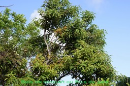 Bois de rempart ou Bois de gale - Agarista salicifolia - Ericacée - I