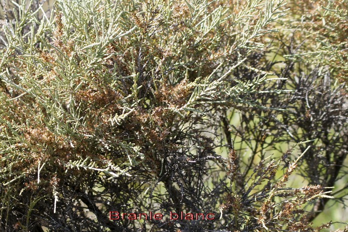 Branle blanc - Stoebe passerinoides - Astéracée - B