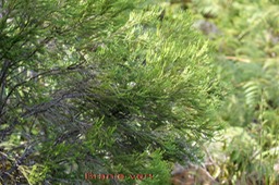 Branle vert- Erica reunionnensis- Ericacée- B