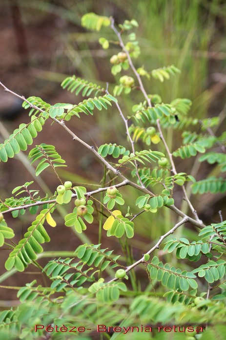Breynia retusa - Euphorbiacée - exo