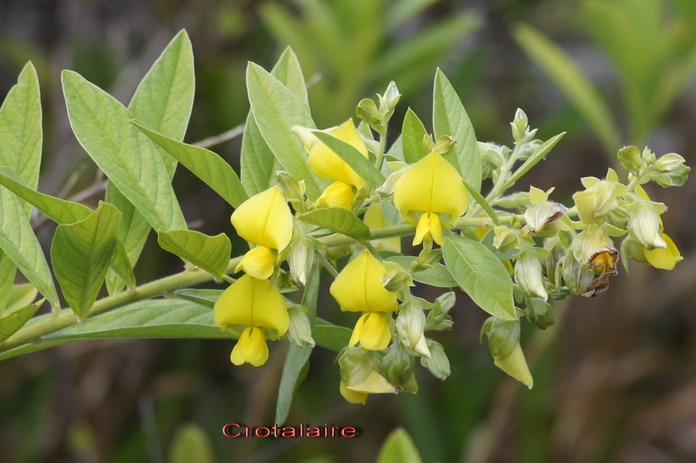 Crotalaire - Crotalaria berteroana ( C. fulva ou C. paniculata)- Fabacée - exo- Inde