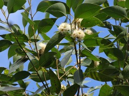 DSC04432 Eucalyptus Fleur
